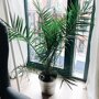 Phoenix 'Canariensis'